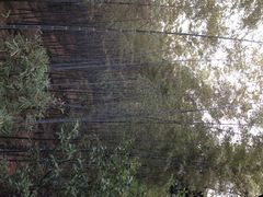 iphone_upload_pic-天目湖山水园
