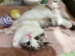 -momokira米努特·德文卷毛猫·棉花面纱犬