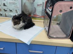 -乖乖乐动物医院(小汤山分院)