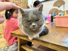 -楼上猫咖(罗湖店)