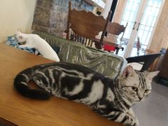 -猫色咖啡·猫咖