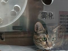 -瑞派长江宠物医院·猫科·外科·24小时夜护(谊城公寓分院)