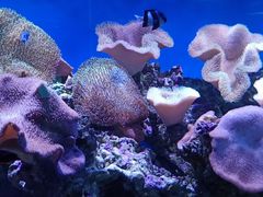 -御唐府海珊瑚主题餐厅