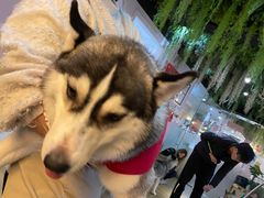 -Husky Go! 哈士奇体验馆·宠物咖啡厅狗咖