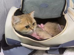 -纳吉亚猫专科动物医院·北北分院