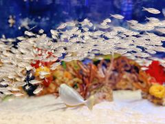 -上海海洋水族馆