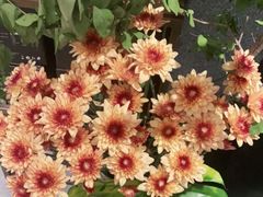 -旺顺阁·北京菜(北辰上品+)
