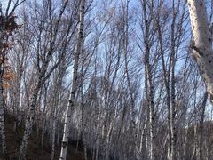 -塞罕坝国家级自然保护区