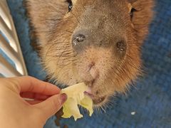 -廊坊固安福朋喜来登酒店