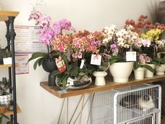 -卓花境Flowerwonderland花店