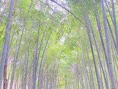 -四明山国家森林公园