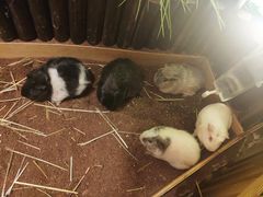 -藦茜花园宠物主题亲子互动体验馆(国顺东路店)