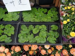 -秦美花卉(天朗·莱茵小城2期店)