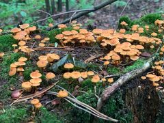 -五营红松林海景区