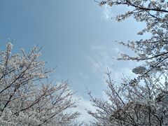 -高东镇樱花园