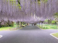 -东平国家森林公园