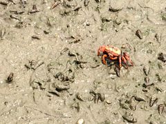 -北海金海湾红树林生态旅游区