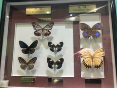 -上海昆虫博物馆
