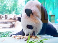 -杭州野生动物世界