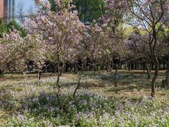 -东升八家郊野公园