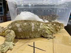 -酷以爬仙阁实体爬宠店·守宫·蜥蜴·专业繁育