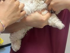 -瑞鹏宠物医院·爱宠堂·骨外专科(西荷分院)