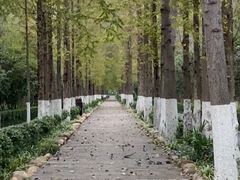 -合肥滨湖国家森林公园
