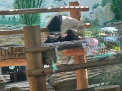 -西霞口神雕山野生动物世界