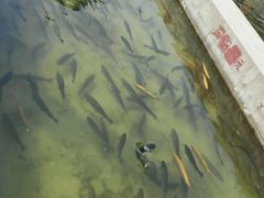 -北京水岸山吧度假村(雁栖镇店)