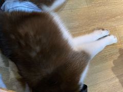 -Husky Go! 哈士奇体验馆·宠物咖啡厅狗咖