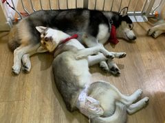-Husky Go! 哈士奇体验馆·宠物咖啡厅狗咖