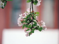 -莫愁湖公园