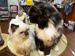 -楼上猫咖(罗湖店)