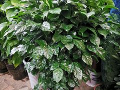 -秦美花卉(天朗·莱茵小城2期店)