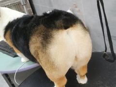 -宠福鑫康馨动物医院·骨科·眼科