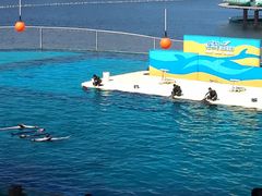 -秦皇岛乐岛海洋王国