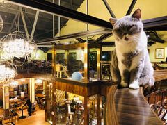 -more than meow吴止猫主题餐厅(承德 中船汇店)