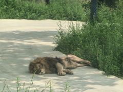 -栾川竹海野生动物园