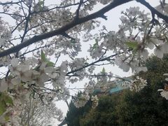 -武汉大学-樱园