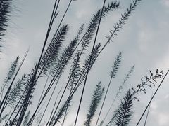 -武清南湖绿博园