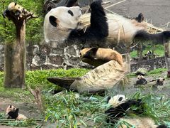 -都江堰中华大熊猫苑