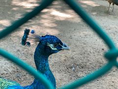 -广东茂名森林公园