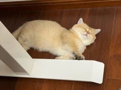 -lincat·猫舍(广州店)