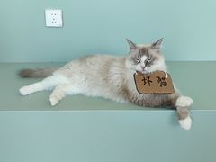 -怪兽屋·羊驼·猫咖·狗咖(俊华广场店)