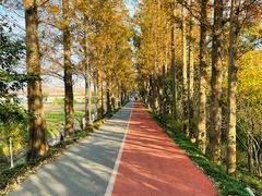 -上海长兴岛郊野公园