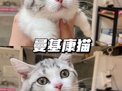 -lincat·猫舍(广州店)