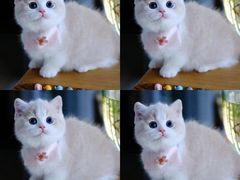 -欣宠猫屋·矮脚拿破仑·蓝金金渐层