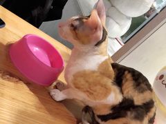 -猫小院猫主题餐厅(三里屯店)