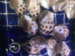 -青蓬蒸汽海鲜·深圳老字号·团建聚会(壹方城店)