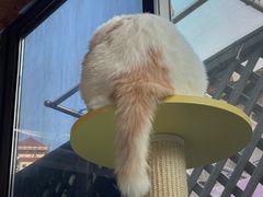 -MOCHA明星猫咖(田子坊店)